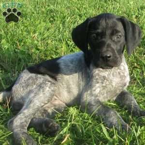 Hailey, German Shorthaired Pointer Puppy